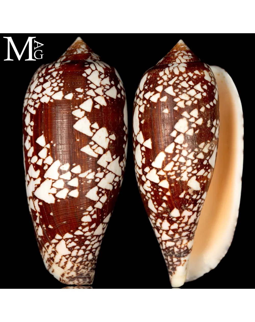 Conus Aulicus f. Propenudus.